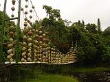 Isla del Coco - 18